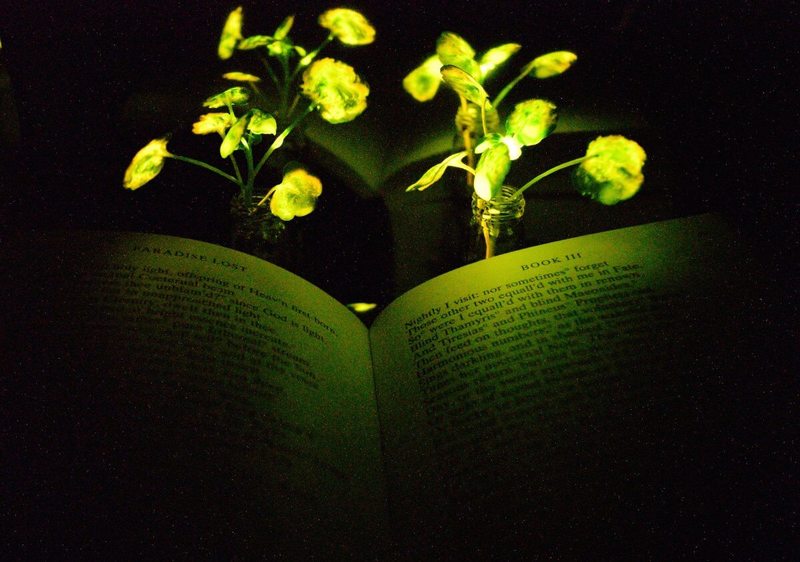 Светящиеся растения смогут заменить лампы в экологичных домах