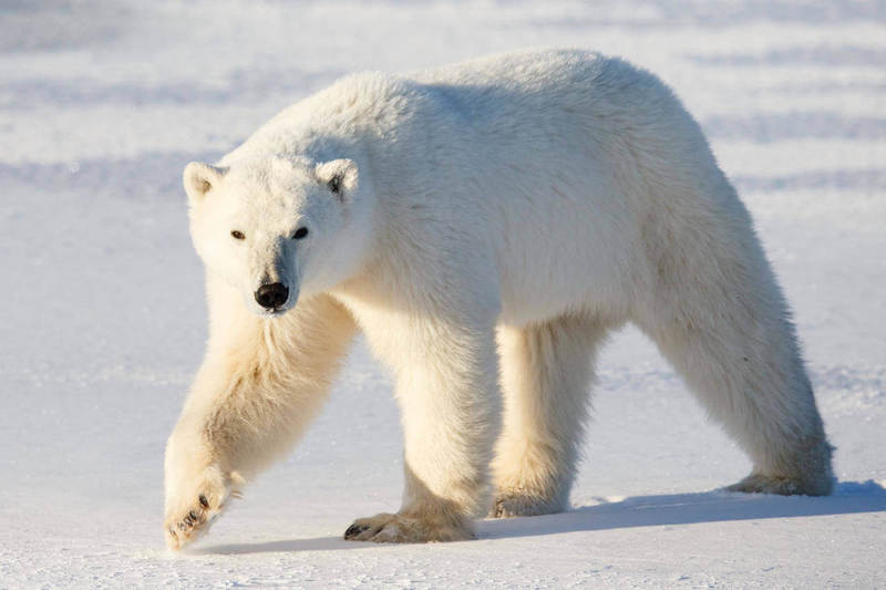В Китае разработали уникальный утеплитель по образу меха белого медведя