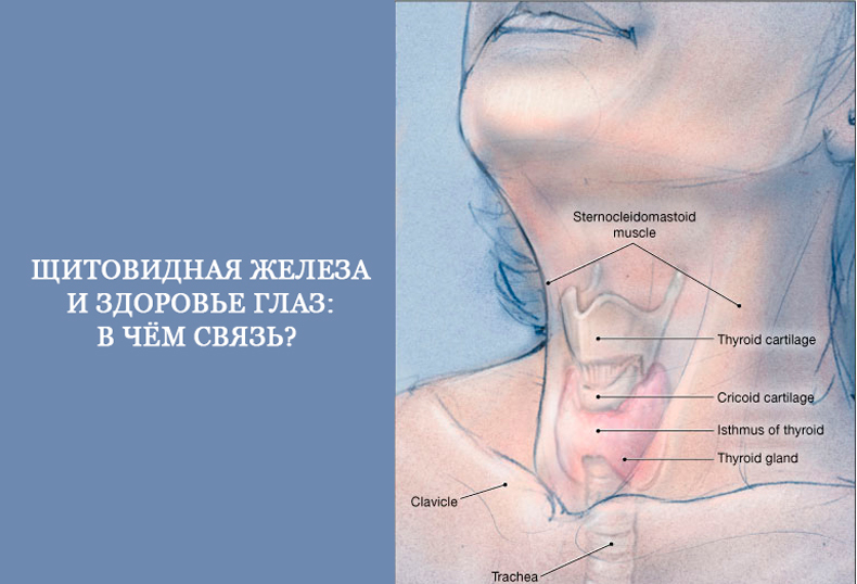 Щитовидная железа и здоровье глаз: в чём связь? 