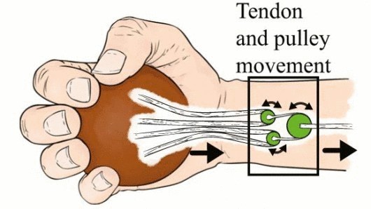 Роликовый механизм способен восстановить функцию руки