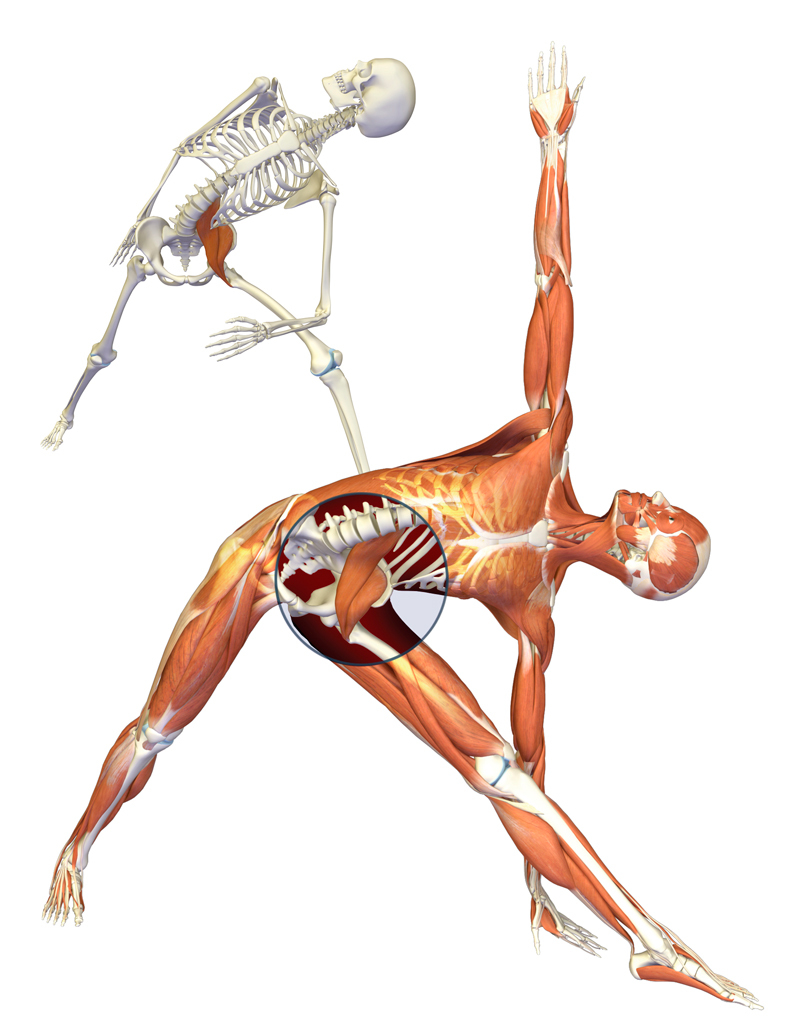 7 упражнений для оздоровления спины 