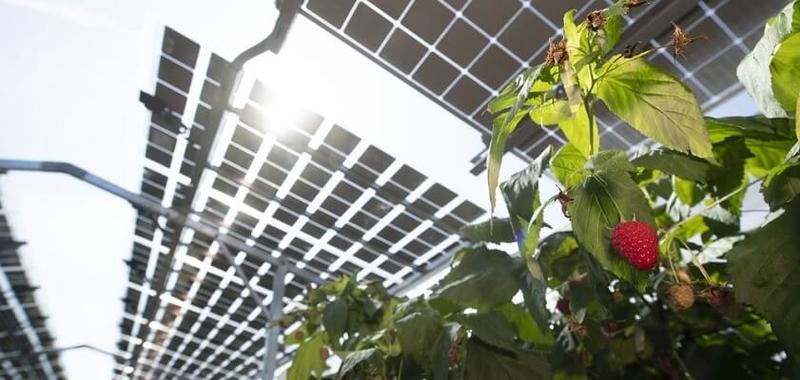 Солнечные панели над полями малины - перспективный проект в Нидерландах похвастался урожаем
