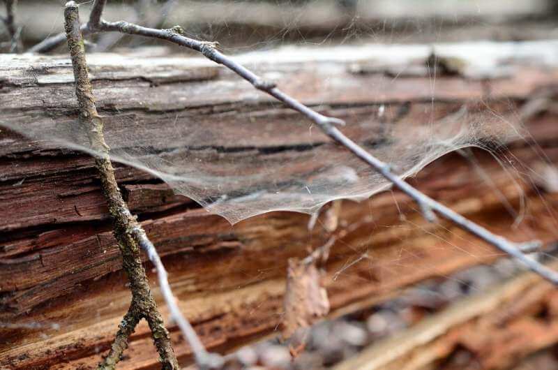 В Финляндии разработали прочный экопластик из паутины и древесных волокон