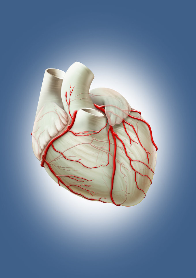Витамины и минералы, которые необходимы для здоровья сердца и сосудов