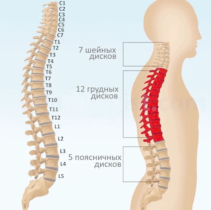 Диагностика по позвоночнику: боли в спине укажут на проблемы с органами