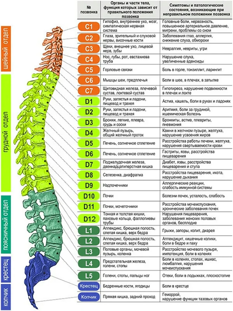 Диагностика по позвоночнику: боли в спине укажут на проблемы с органами