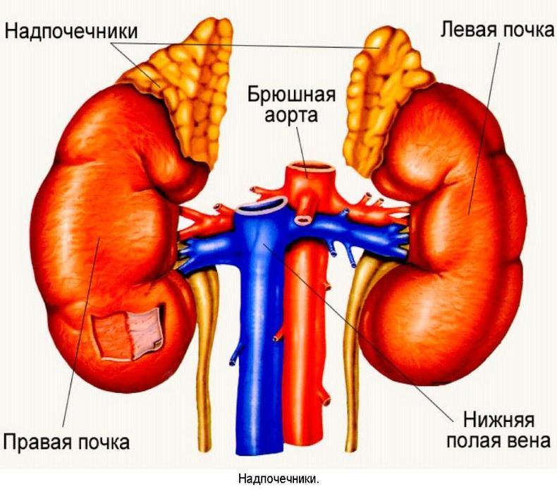 Что каждый должен знать о своих почках