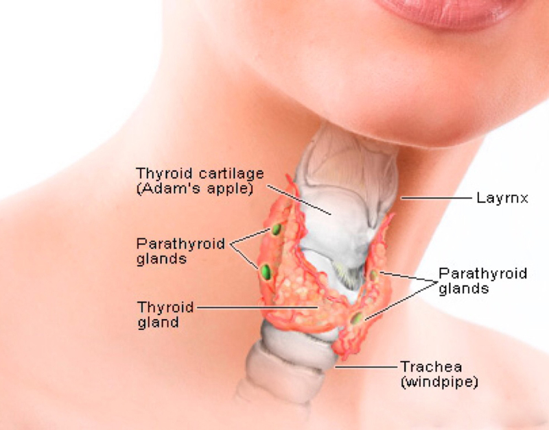 Гормоны щитовидки: как они влияют на здоровье женщины