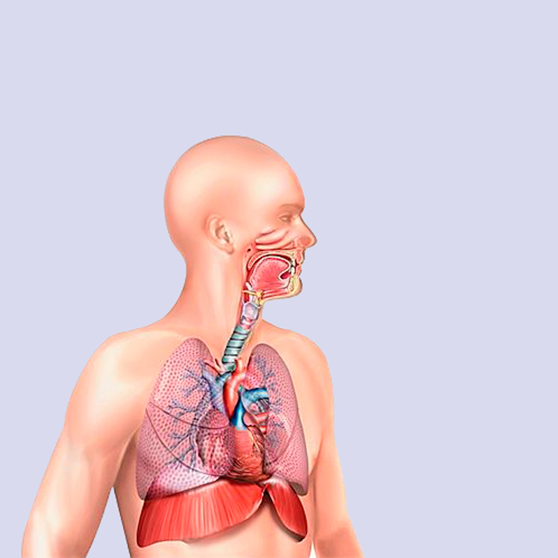 3 упражнения, которые улучшат работу дыхательной системы