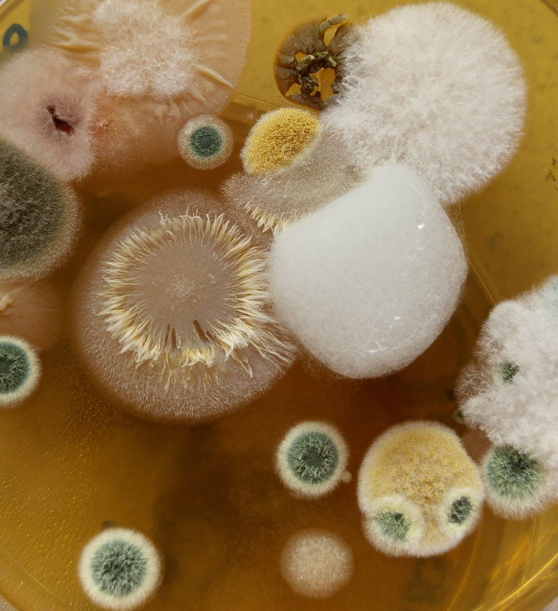 Необъявленная война: Заболевания, вызываемые патогенными грибами