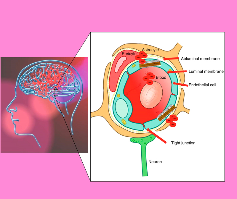 Астаксантин: крепкий иммунитет, защита мозга и сердечно-сосудистой системы