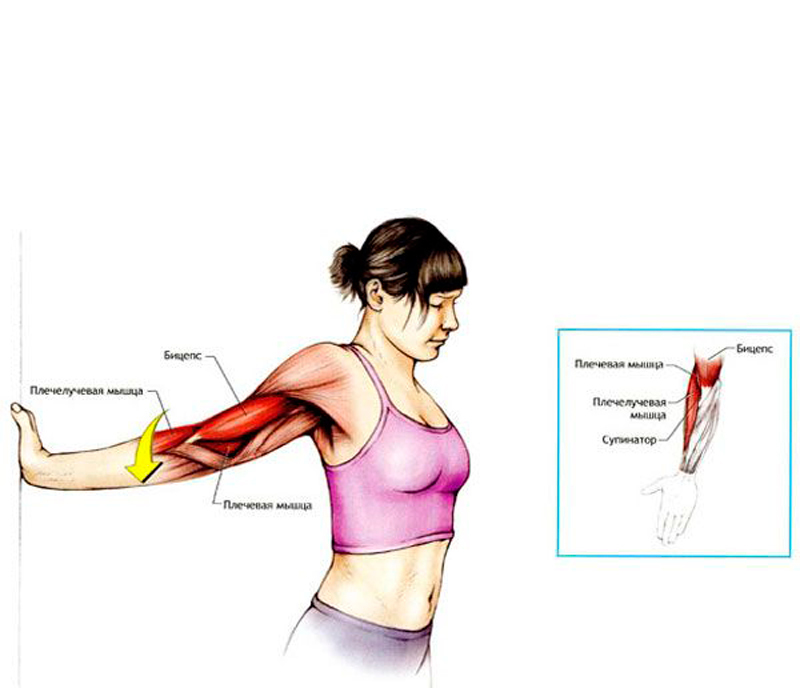Изгиб плеча. Растяжка двуглавой мышцы плеча. Упражнения на растяжку бицепса. Растяжка мышц рук.