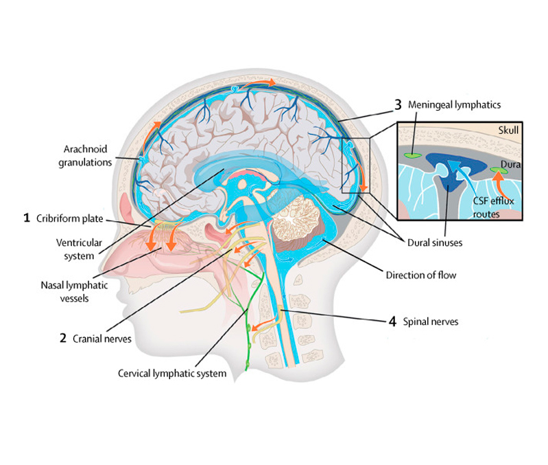 Глимфатическая система: Естественная детоксикация мозга во время сна