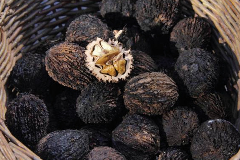 Черный орех: мощное натуральное средство от паразитов и грибков