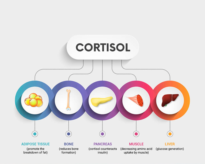 Высокий и низкий уровень кортизола