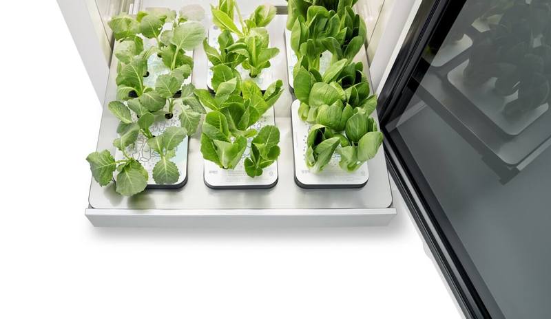 Умная система внутреннего озеленения LG предлагает овощи круглый год