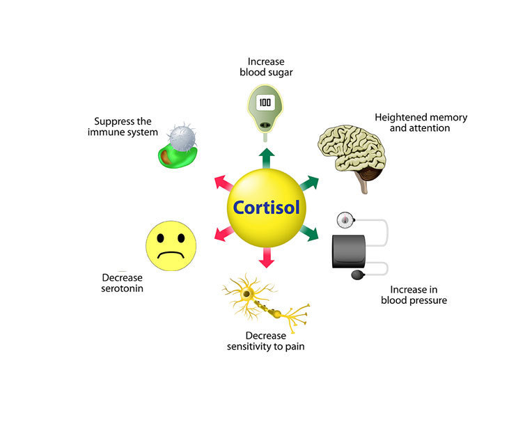 Как снизить уровень кортизола, чтобы жить дольше и лучше