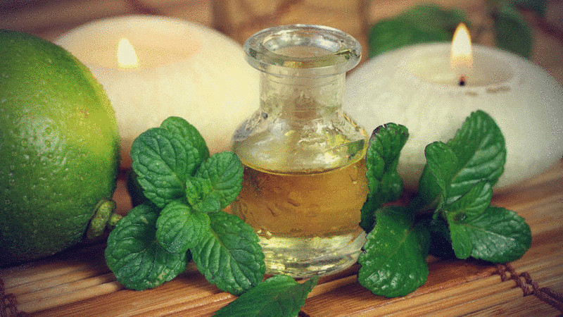 Полезные свойства эфирного масла мяты