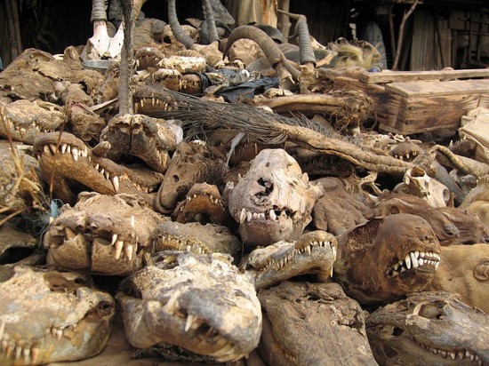 Магический рынок Акодессева в Того — место не для слабонервных