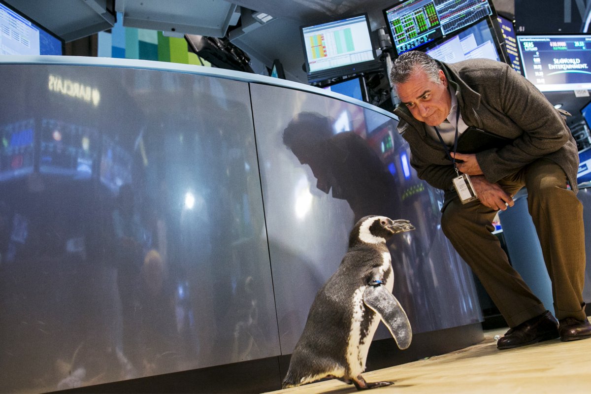 a-trader-looks-at-pete-the-penguin-of-seaworld-entertainment-as-he-walks-on-the-floor-of-the-new-york-stock-exchange-on-jan-15-seaworld-was-celebrating-its-50th-anniversary