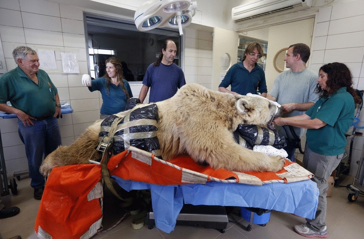 zoo-staff-stand-beside-mango-a-19-year-old-syrian-brown-bear-during-preparations-before-his-surgery-in-tel-aviv-israel-in-may-mango-suffers-from-a-slipped-disk-and-was-due-to-undergo-complicated-spinal-surgery
