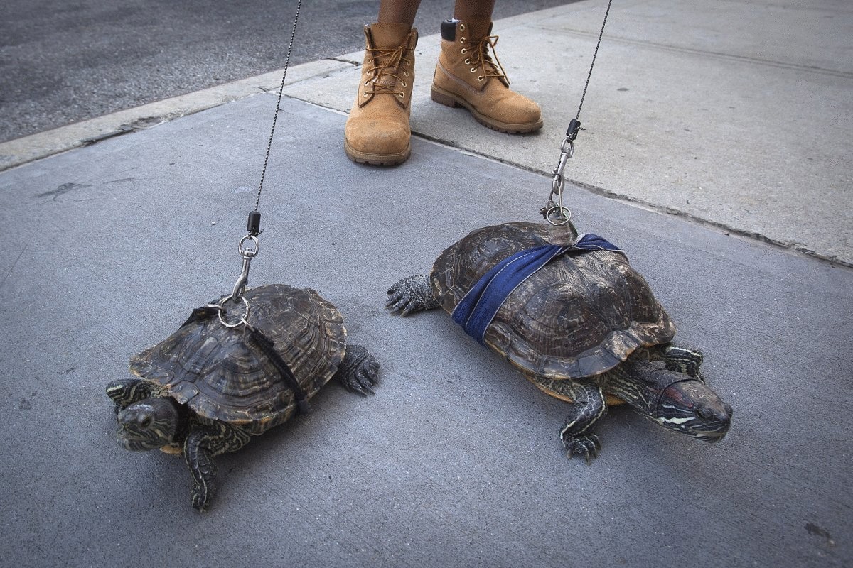 resident-chris-roland-walks-his-pet-turtles-cindy-and-kuka-in-new-york-city-on-aug-4-roland-has-had-the-turtles-for-years-and-says-he-walks-them-daily