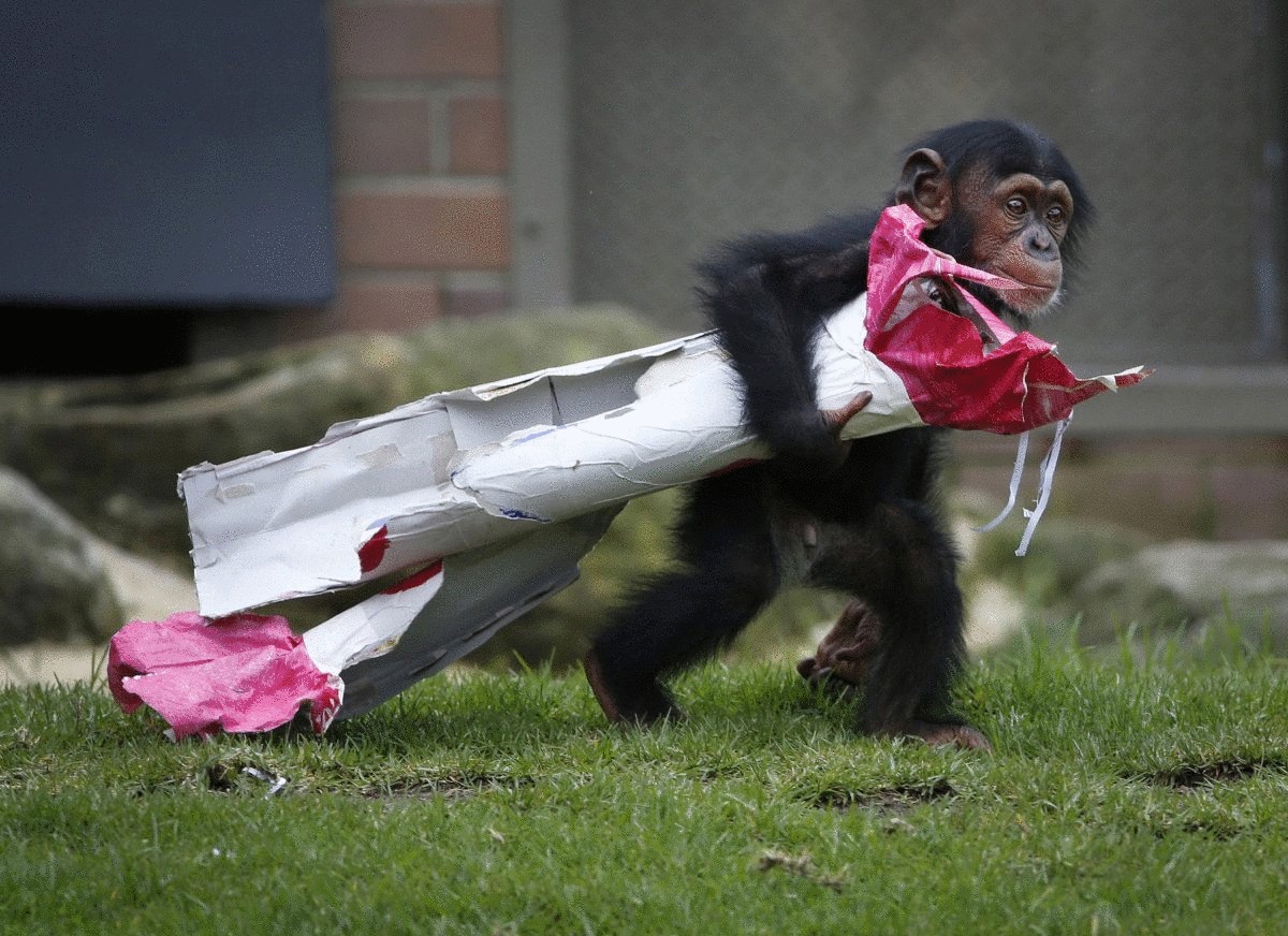 a-13-month-old-chimp-named-fumo-carries-a-christmas-present-of-food-treats-in-wrapping-paper-under-his-arm-during-a-christmas-themed-feeding-time-at-sydneys-taronga-park-zoo-on-dec-9