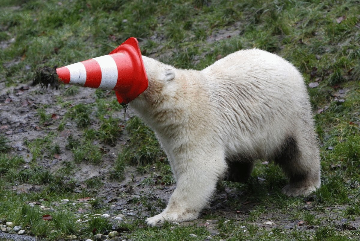 a-polar-bear-plays-with-a-pylon-during-celebrations-marking-its-first-birthday-in-an-enclosure-at-tierpark-hellabrunn-zoo-in-munich-germany-on-dec-9