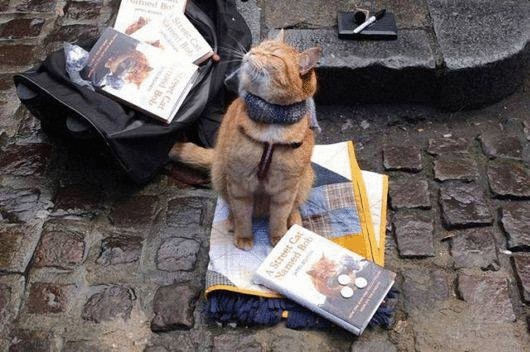 Уличный кот, который воспитал себе хозяина и прославился на весь мир