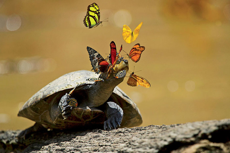 Зачем южноамериканские бабочки пьют слезы черепах