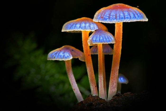  5 биолюминесцентных живых организмов, которые освещают мир	  