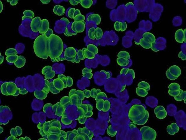 Европейские учёные научились скармливать нефтяные пятна бактериям
