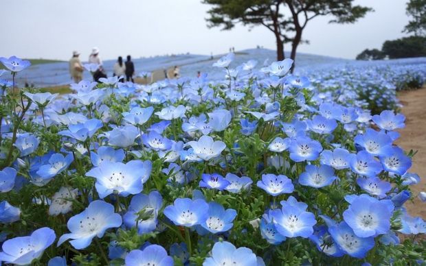 Hitachi Seaside Park – парк цветущий круглый год