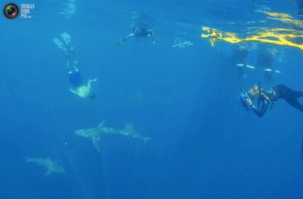 Купание с акулами на Гавайях